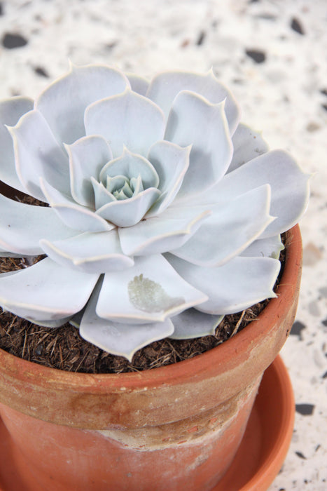 Echeveria lilacina