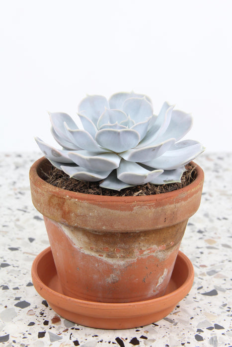 Echeveria lilacina