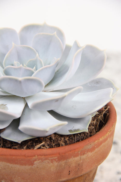 Echeveria lilacina