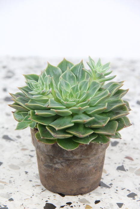 Graptopetalum bellum tacitus