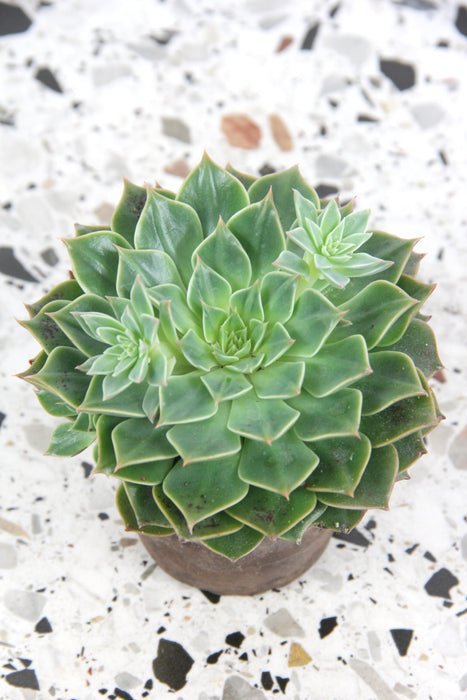 Graptopetalum bellum tacitus