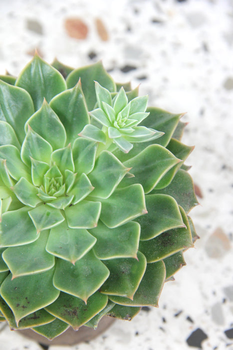 Graptopetalum bellum tacitus