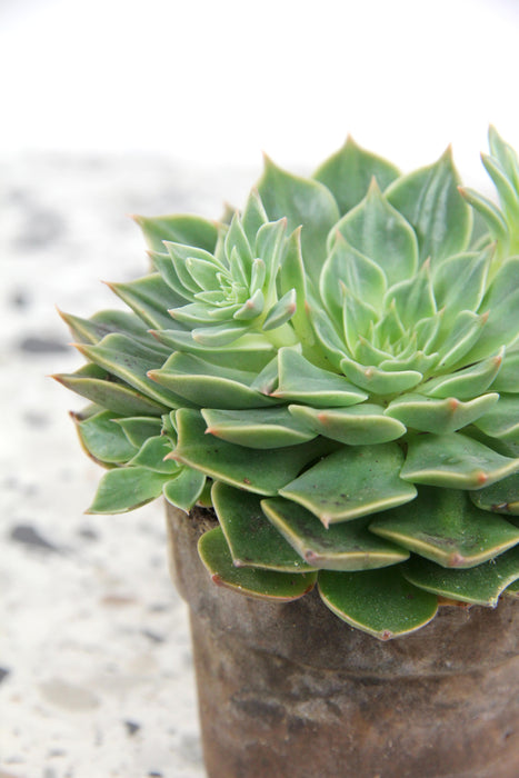 Graptopetalum bellum tacitus