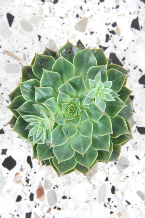 Graptopetalum bellum tacitus
