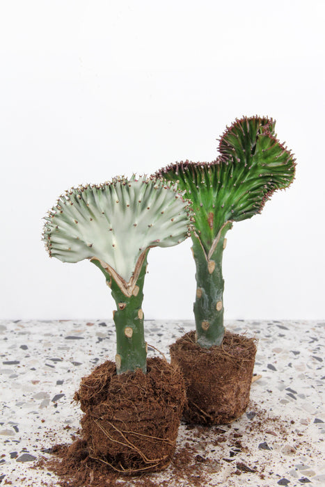 Euphorbia lactea cristata