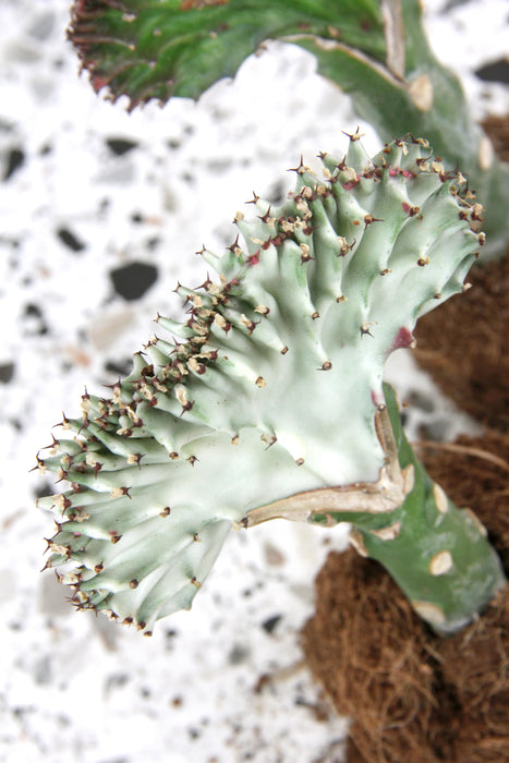 Euphorbia lactea cristata