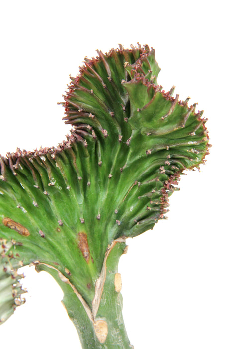 Euphorbia lactea cristata