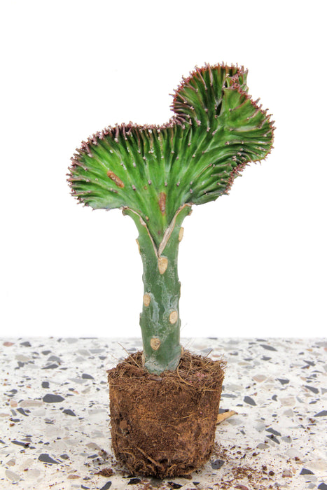 Euphorbia lactea cristata