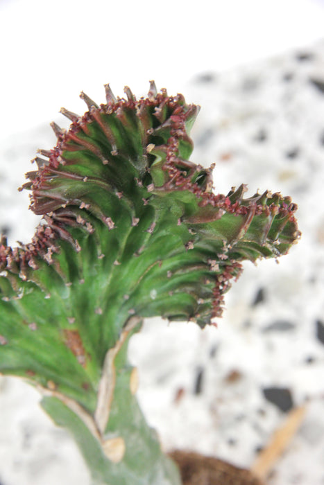 Euphorbia lactea cristata