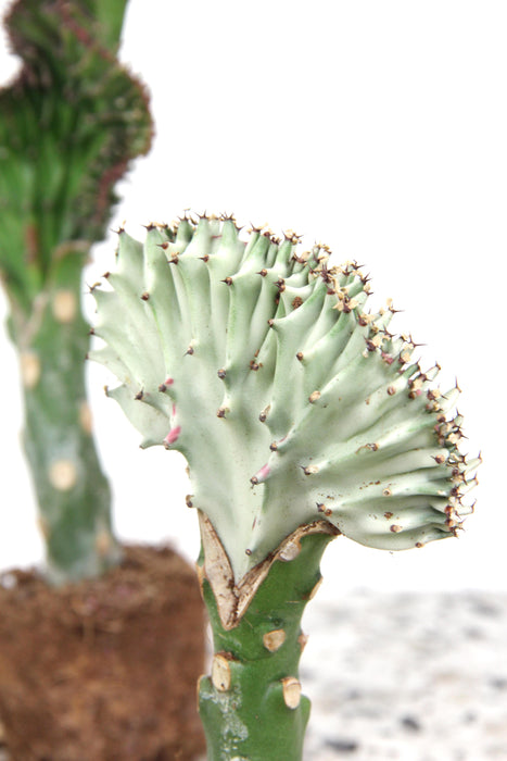 Euphorbia lactea cristata