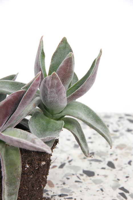 Crassula garnet lotus