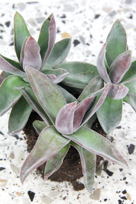 Crassula garnet lotus