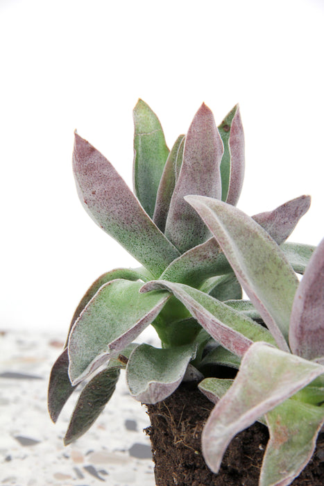 Crassula garnet lotus