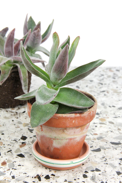 Crassula garnet lotus