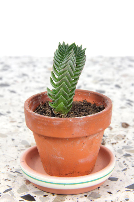 Crassula buddha's temple