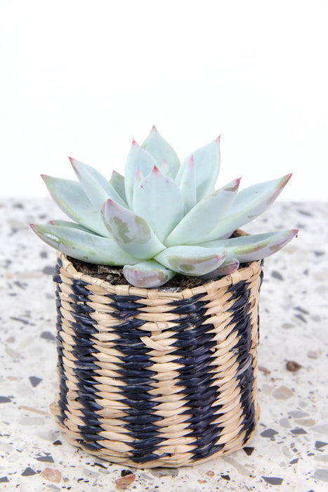Echeveria colorata