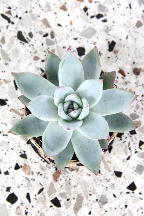 Echeveria colorata