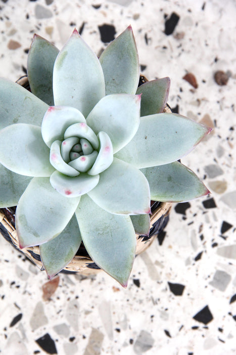 Echeveria colorata