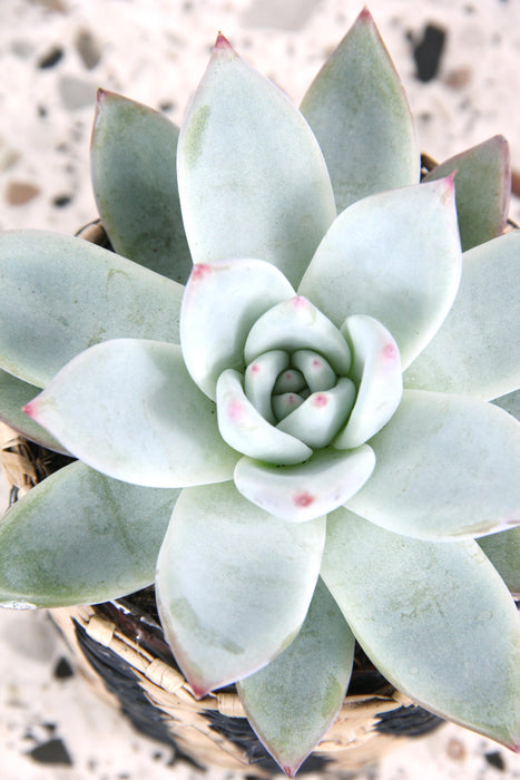 Echeveria colorata