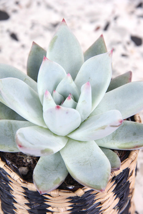 Echeveria colorata