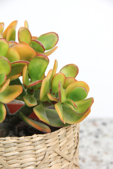 Crassula ovata sunset canaria