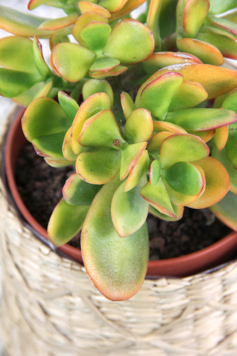 Crassula ovata sunset canaria