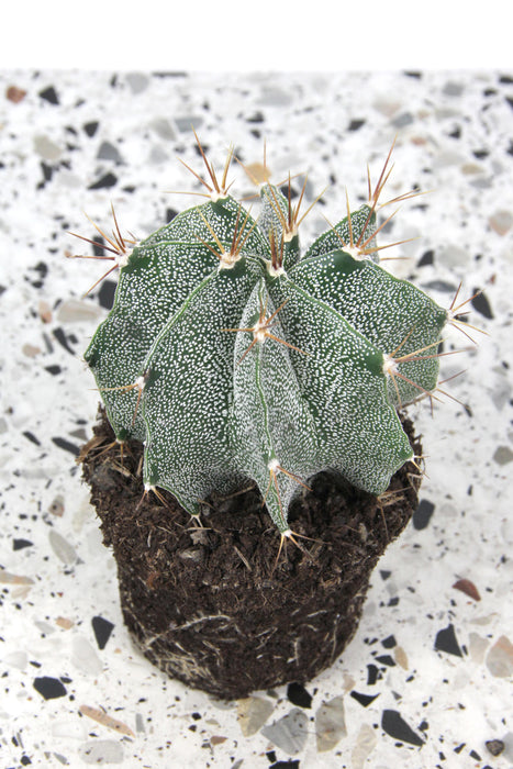 Astrophytum ornatum - medium