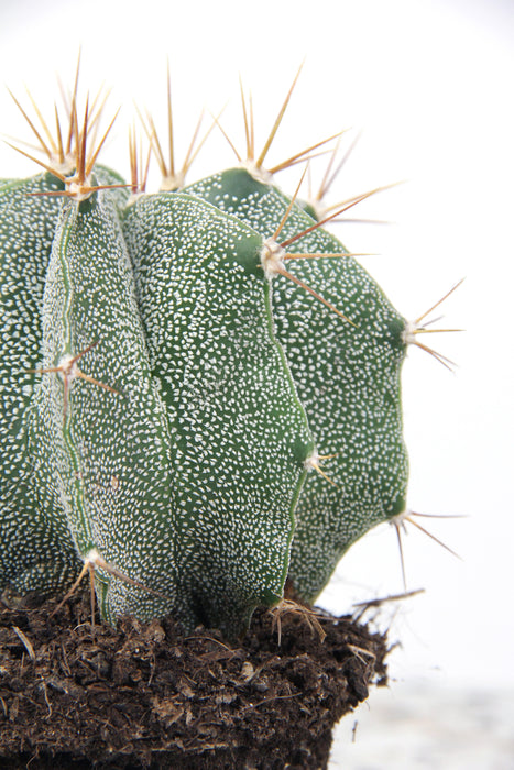 Astrophytum ornatum - medium