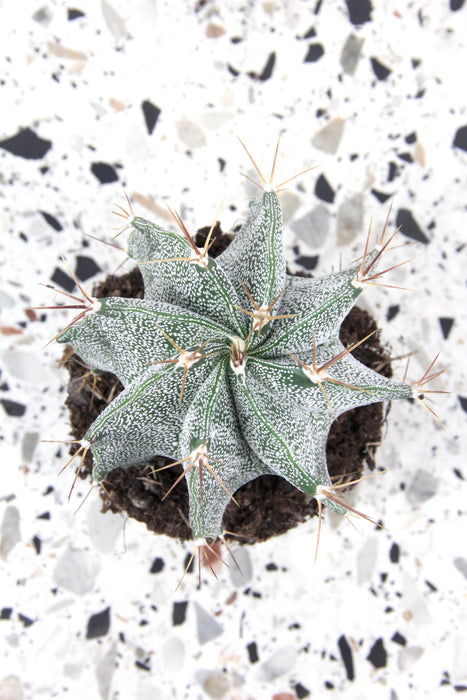 Astrophytum ornatum - medium