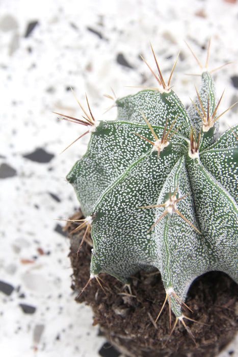 Astrophytum ornatum - medium