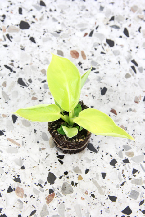 Philodendron moonshine