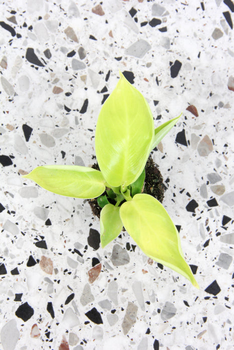 Philodendron moonshine
