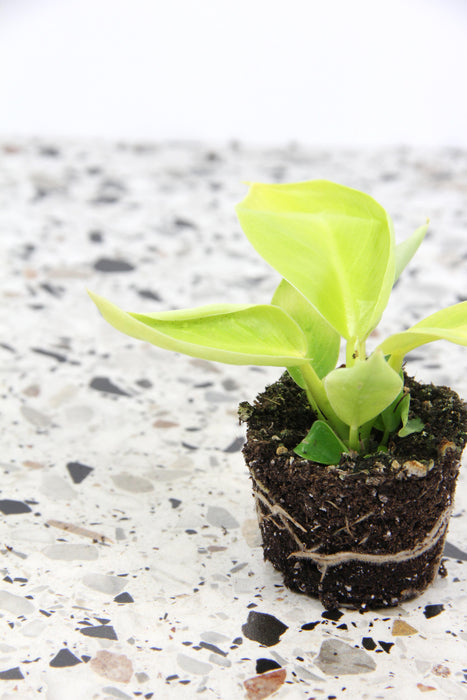 Philodendron moonshine