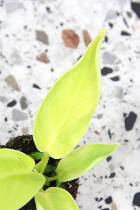 Philodendron moonshine