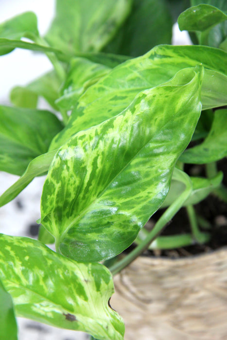 Scindapsus pothos marble green