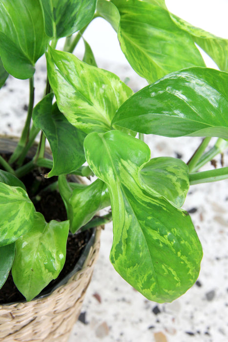 Scindapsus pothos marble green