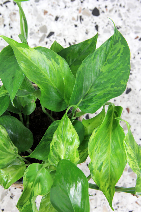 Scindapsus pothos marble green