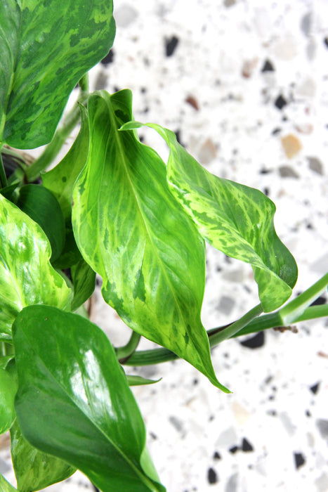 Scindapsus pothos marble green