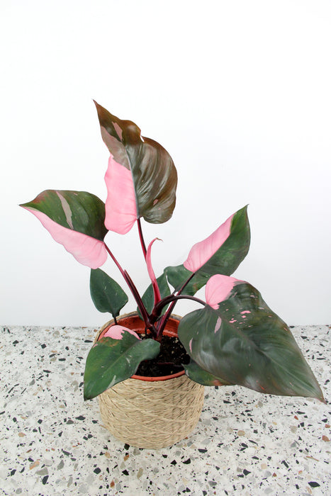 Philodendron pink princess - Large
