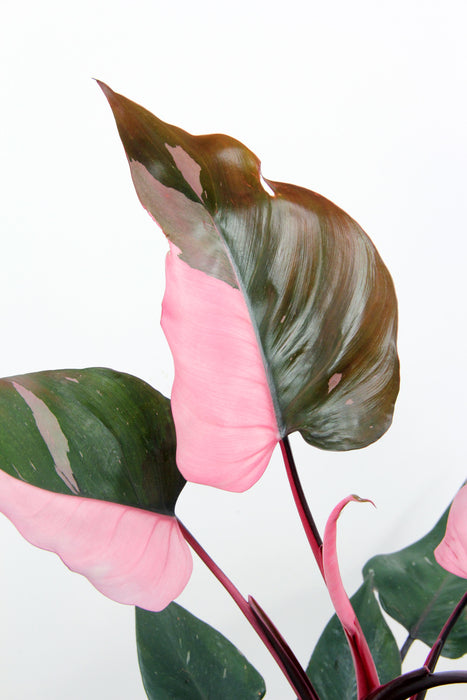 Philodendron pink princess - Large
