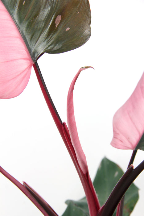 Philodendron pink princess - Large