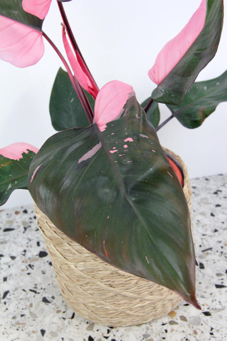 Philodendron pink princess - Large