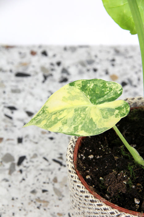 Alocasia macrorrhiza aurea variegata