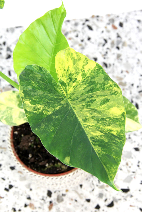 Alocasia macrorrhiza aurea variegata