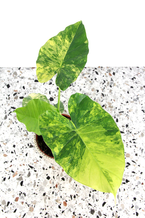 Alocasia macrorrhiza aurea variegata