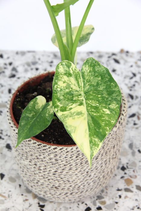 Alocasia macrorrhiza aurea variegata