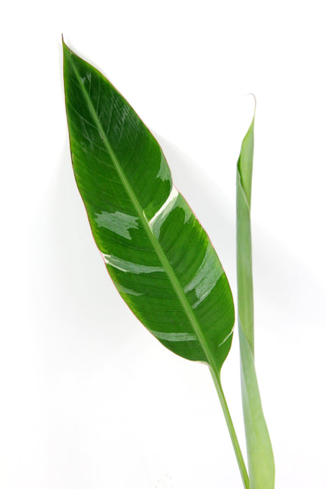 Musa florida variegata (bananier) - Large