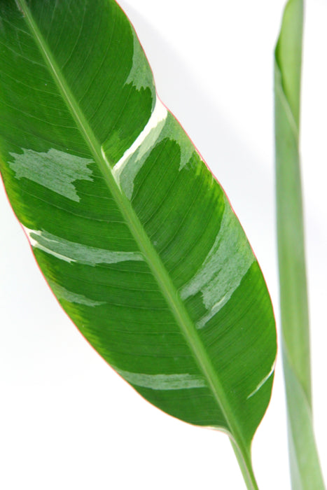 Musa florida variegata (bananier) - Large