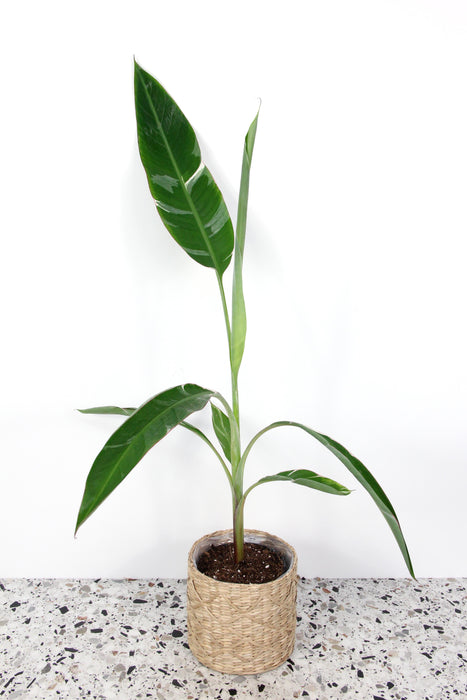 Musa florida variegata (bananier) - Large