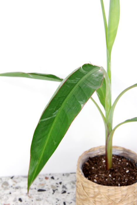 Musa florida variegata (bananier) - Large